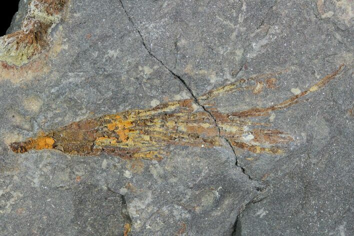 Ordovician Crinoid Fossil - Kaid Rami, Morocco #102833